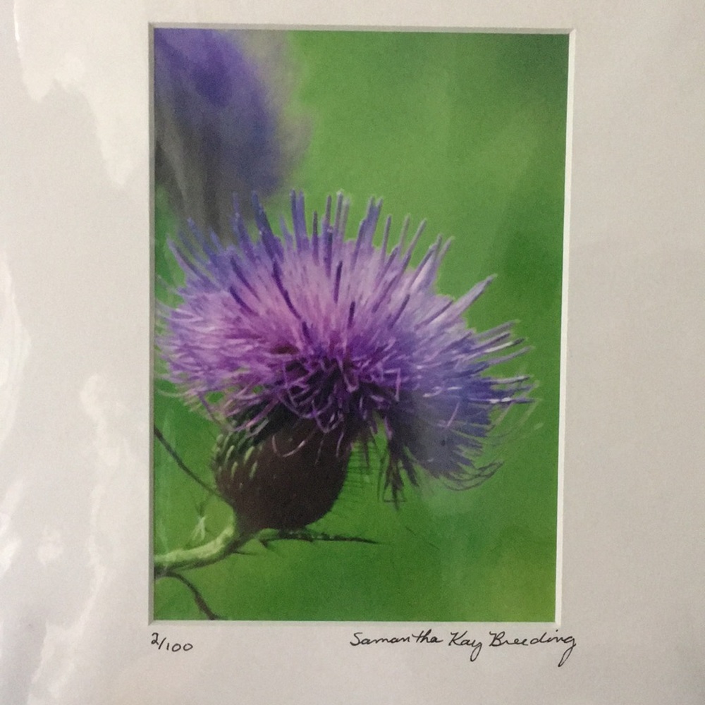 Purple Wild Flower Photograph Signed & Numbered